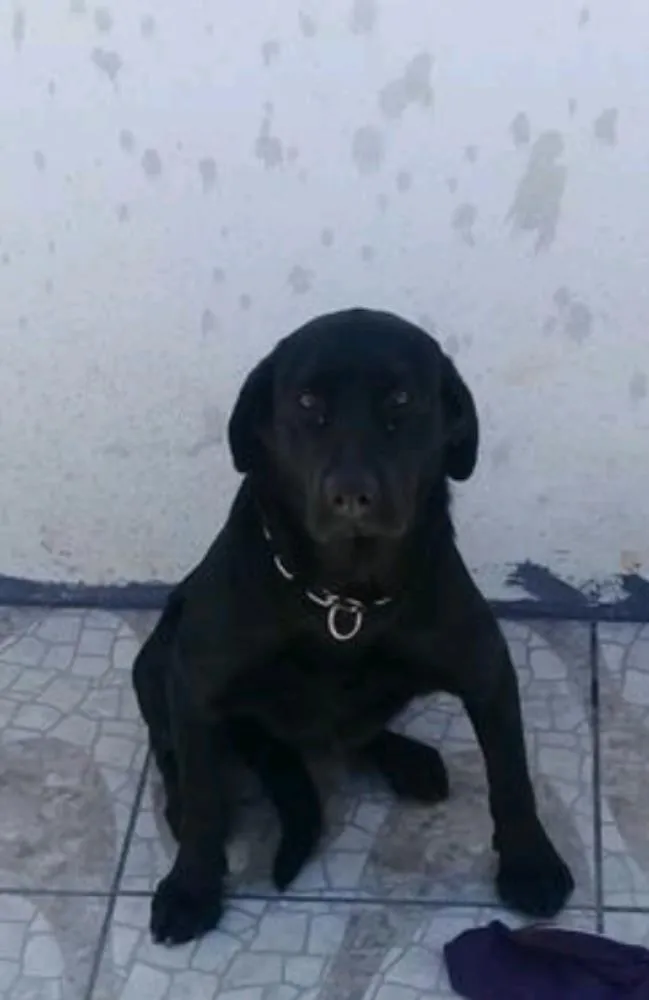 Cachorro ra a Labrador  idade 1 ano nome Rolly