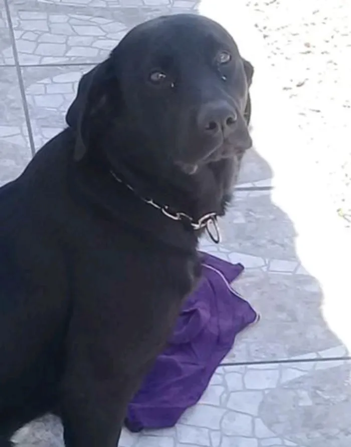 Cachorro ra a Labrador  idade 1 ano nome Rolly