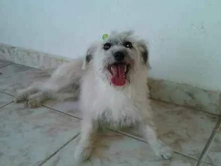 Cachorro ra a Mistura de poodle idade 4 anos nome Missi