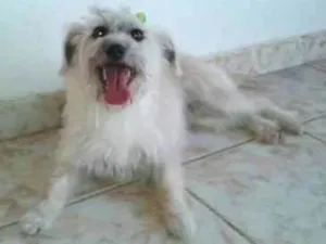 Cachorro raça Mistura de poodle idade 4 anos nome Missi
