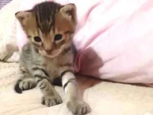 Gato raça SRD idade 2 a 6 meses nome N tem é filhote