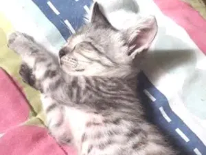 Gato raça SRD idade Abaixo de 2 meses nome MÍLI