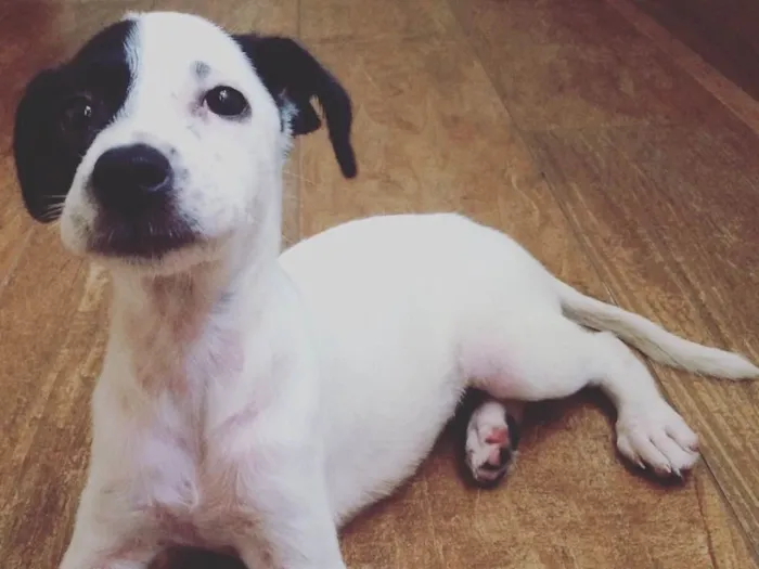 Cachorro ra a SRD idade 2 a 6 meses nome Joana