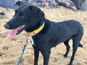 Cachorro raça SRD  idade 2 anos nome Bela negra
