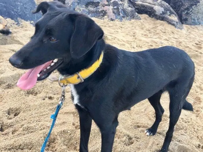 Cachorro ra a SRD  idade 2 anos nome Bela negra