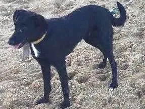 Cachorro ra a SRD  idade 2 anos nome Bela negra