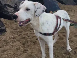 Cachorro raça Dálmata mestiço e Raposinha idade 2 anos nome Bruce e Fox