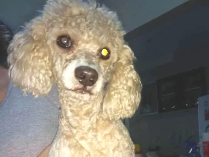 Cachorro ra a Poodle idade 5 anos nome Sem nome