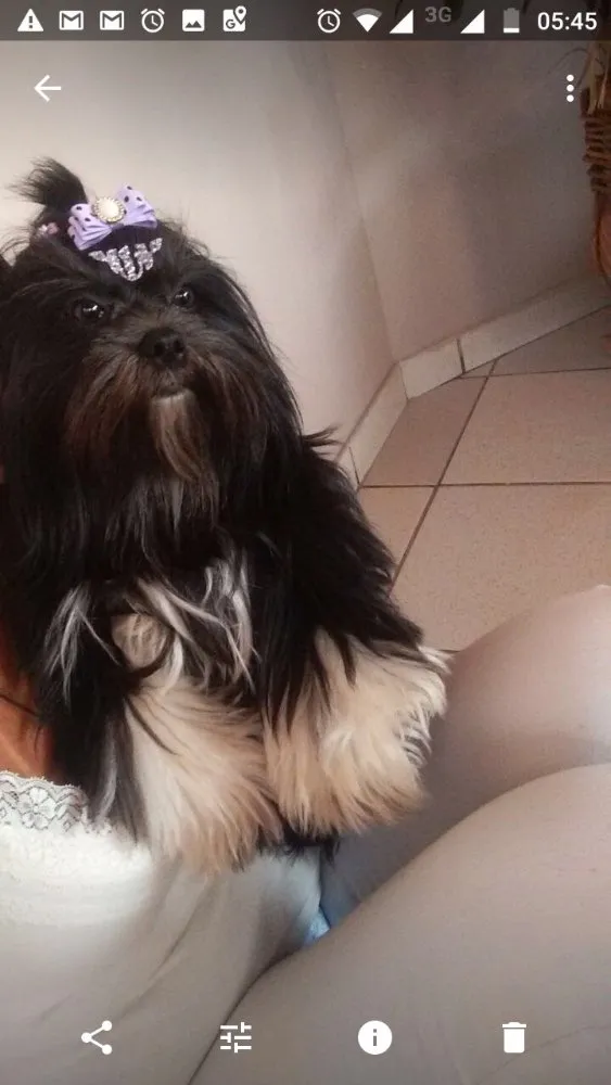 Cachorro ra a Shitzu  idade 4 anos nome Preta