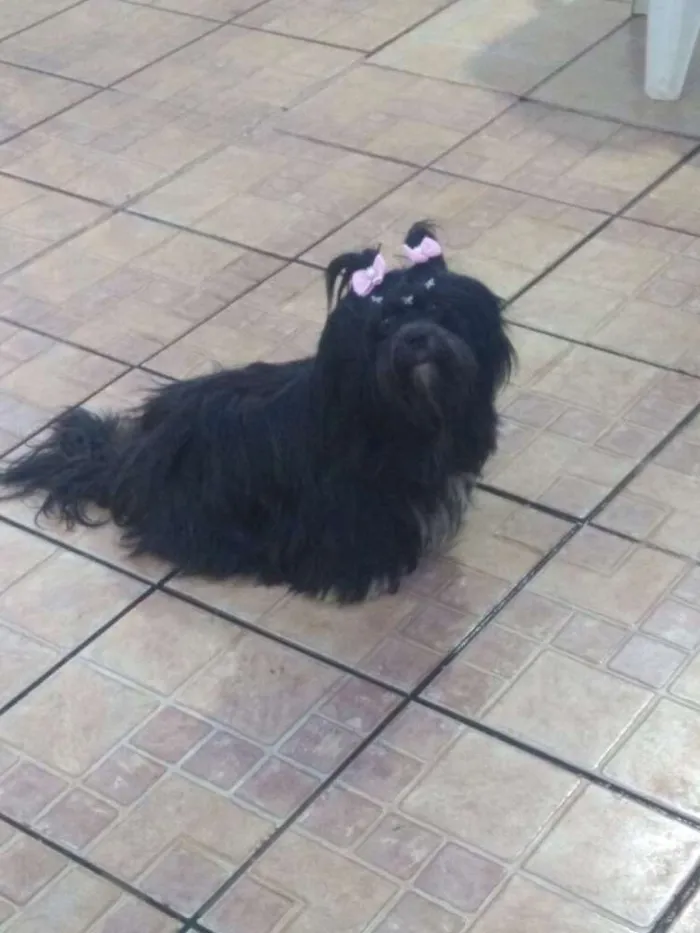 Cachorro ra a Shitzu  idade 4 anos nome Preta