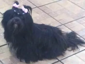 Cachorro raça Shitzu  idade 4 anos nome Preta