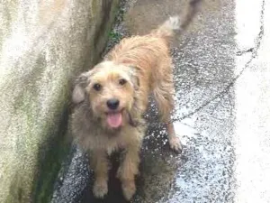 Cachorro raça Mestiça  (lhasa) idade 1 ano nome Margaret 