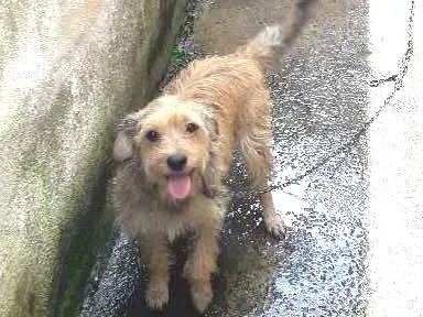 Cachorro ra a Mestiça  (lhasa) idade 1 ano nome Margaret 