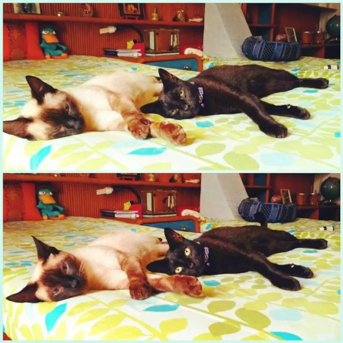 Gato ra a SRD idade 4 anos nome Maya