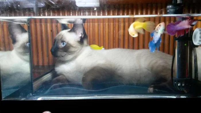 Gato ra a SRD idade 4 anos nome Maya