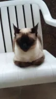 Maya