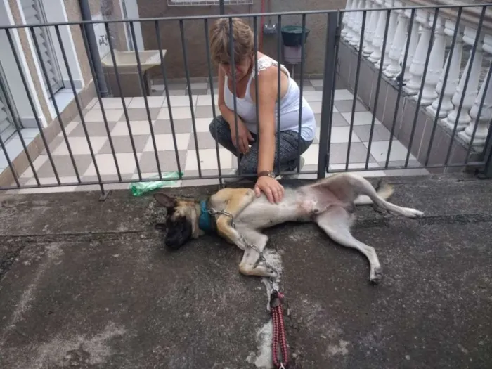Cachorro ra a Pastor Alemão idade 2 anos nome Iron