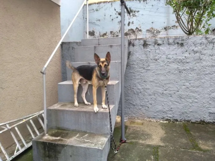 Cachorro ra a Pastor Alemão idade 2 anos nome Iron