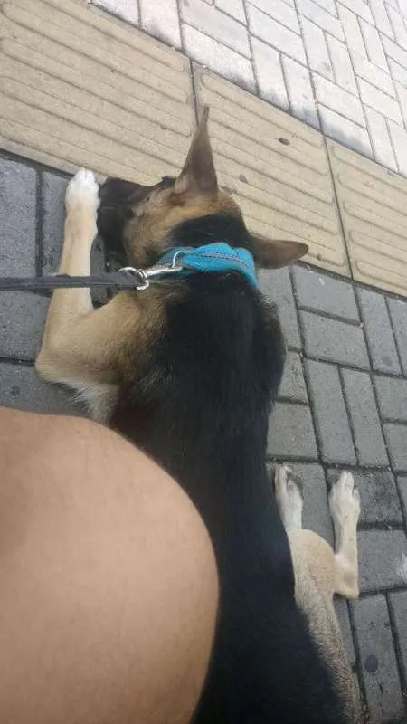 Cachorro ra a Pastor Alemão idade 2 anos nome Iron