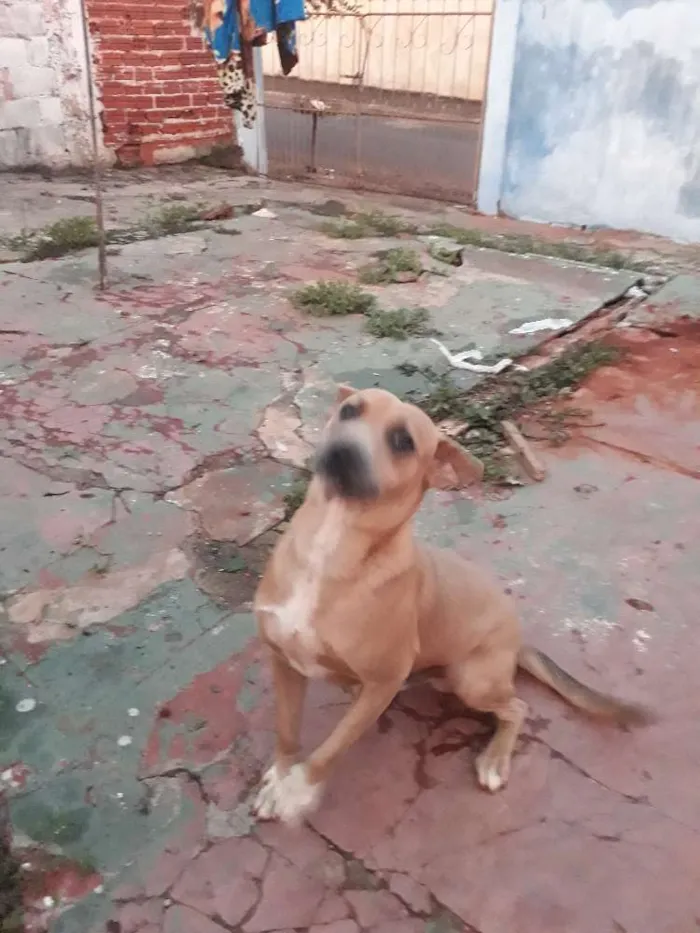 Cachorro ra a Vira lata idade 3 anos nome Rambo