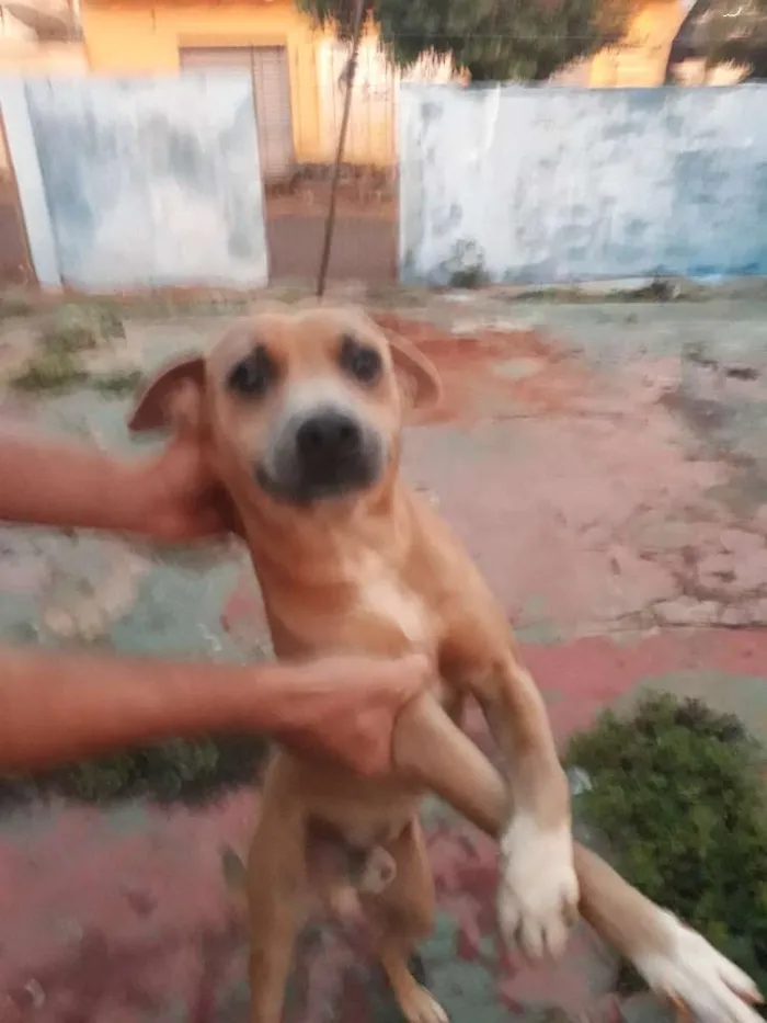 Cachorro ra a Vira lata idade 3 anos nome Rambo