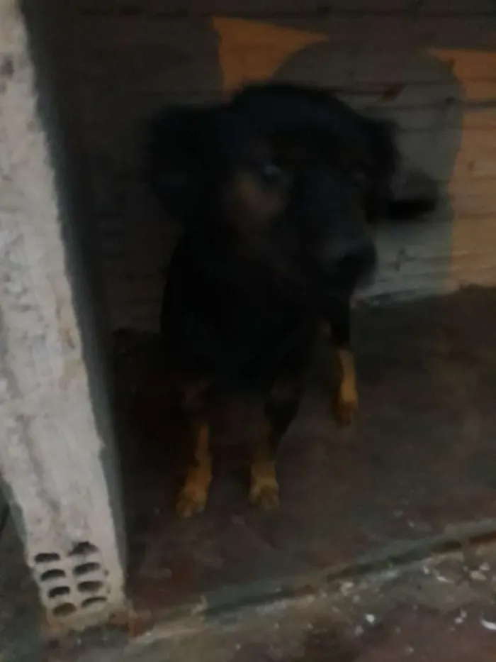 Cachorro ra a Vira lata idade 3 anos nome Rambo