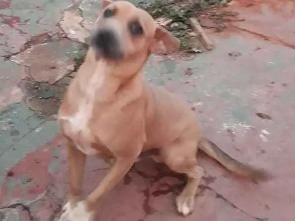 Cachorro ra a Vira lata idade 3 anos nome Rambo