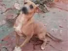 Cachorro raça Vira lata idade 3 anos nome Rambo