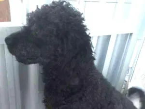 Cachorro raça Poodle idade 2 anos nome  Marley