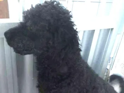 Cachorro raça Poodle idade 2 anos nome  Marley