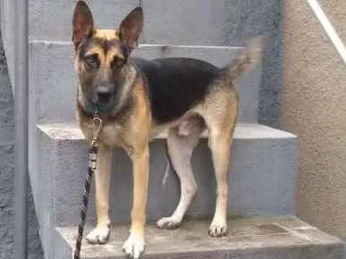 Cachorro ra a Pastor Alemão idade 2 anos nome Iron