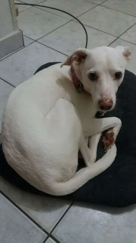Cachorro ra a Vira-lata idade 6 ou mais anos nome Marshmallow