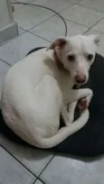 Marshmallow