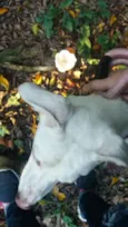 Marshmallow