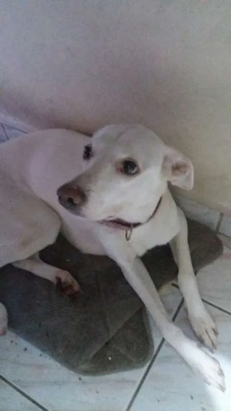 Cachorro ra a Vira-lata idade 6 ou mais anos nome Marshmallow