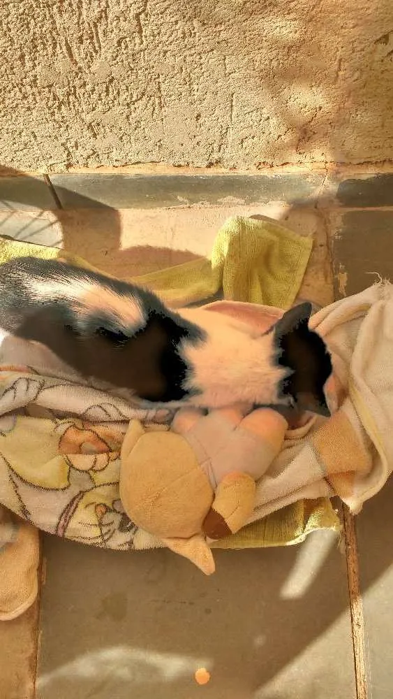 Gato raça Vira lata idade 2 a 6 meses nome Yuki e Yang