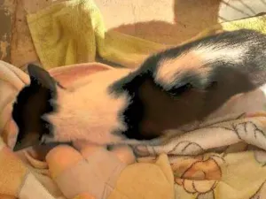 Gato raça Vira lata idade 2 a 6 meses nome Yuki e Yang