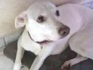 Cachorro raça Vira-lata idade 6 ou mais anos nome Marshmallow