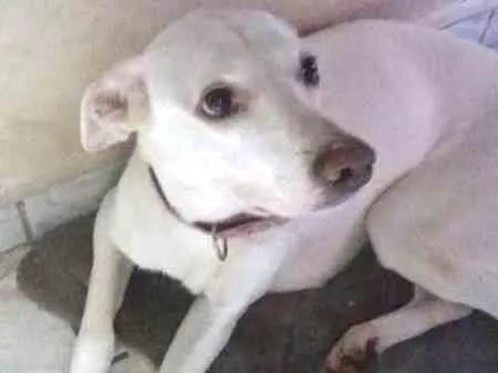 Cachorro ra a Vira-lata idade 6 ou mais anos nome Marshmallow