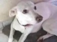 Marshmallow