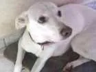 Cachorro raça Vira-lata idade 6 ou mais anos nome Marshmallow