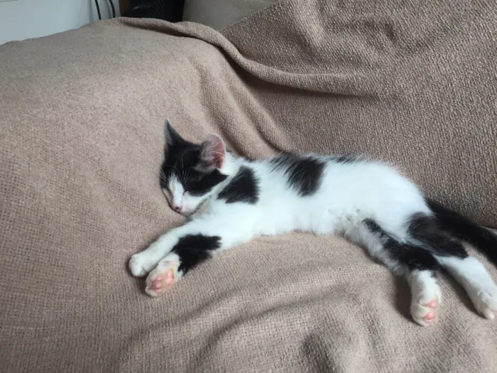 Gato ra a Sem Raça  idade 2 a 6 meses nome Floquinha