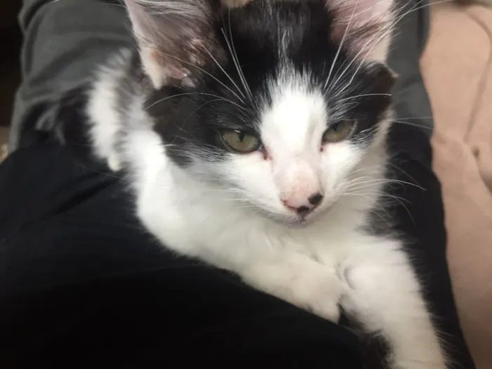 Gato ra a Sem Raça  idade 2 a 6 meses nome Floquinha