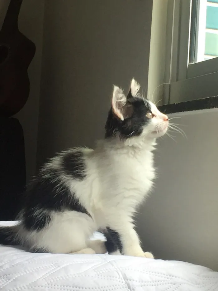 Gato ra a Sem Raça  idade 2 a 6 meses nome Floquinha