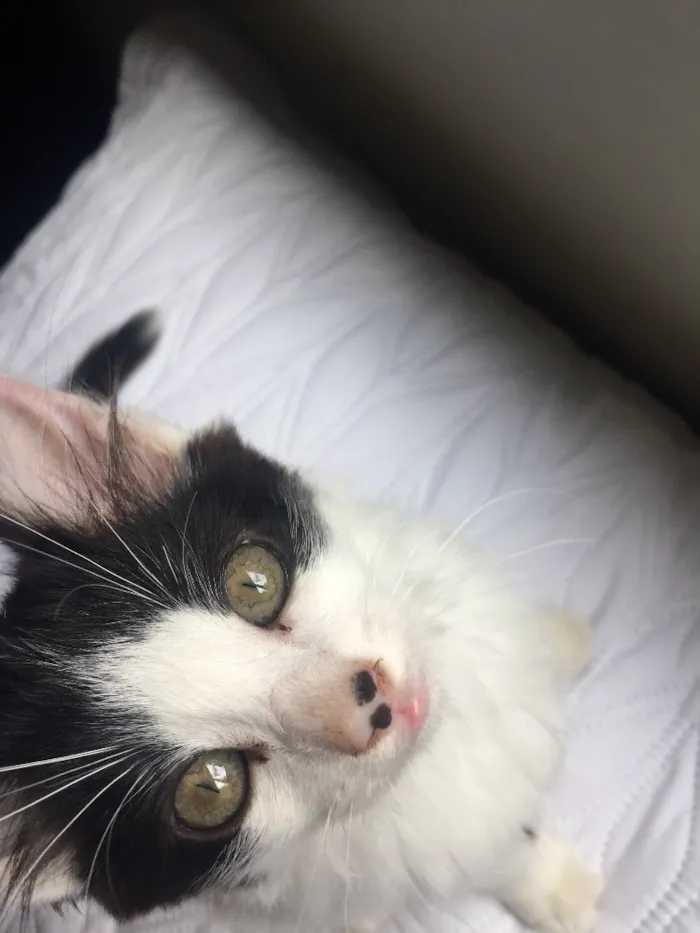 Gato ra a Sem Raça  idade 2 a 6 meses nome Floquinha