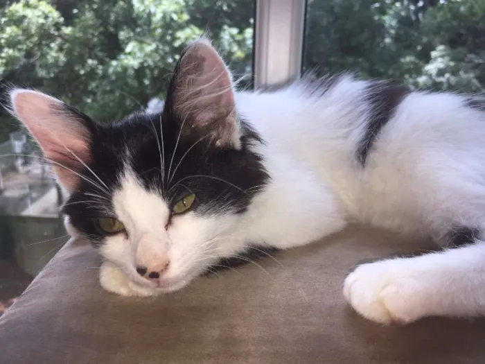 Gato ra a Sem Raça  idade 2 a 6 meses nome Floquinha