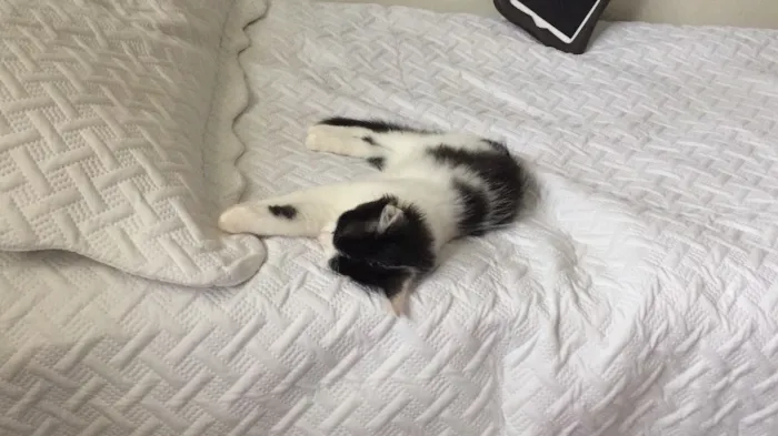 Gato ra a Sem Raça  idade 2 a 6 meses nome Floquinha