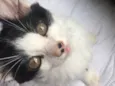 Floquinha