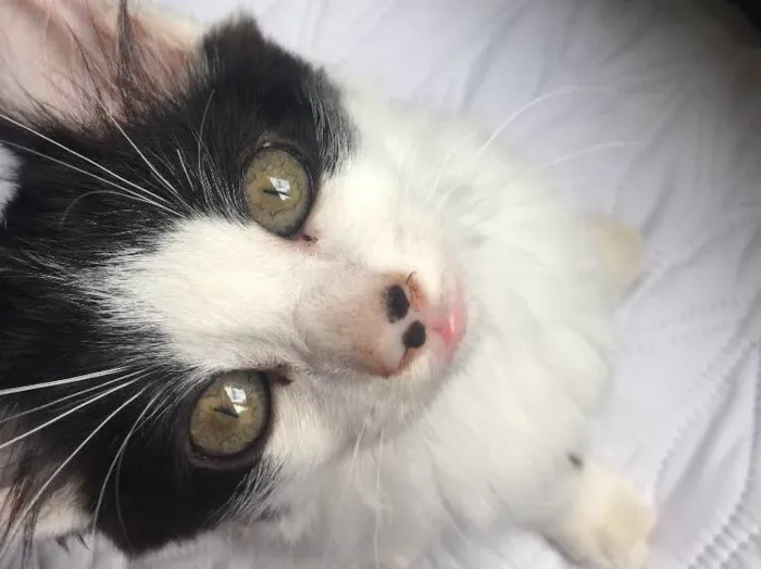 Gato ra a Sem Raça  idade 2 a 6 meses nome Floquinha