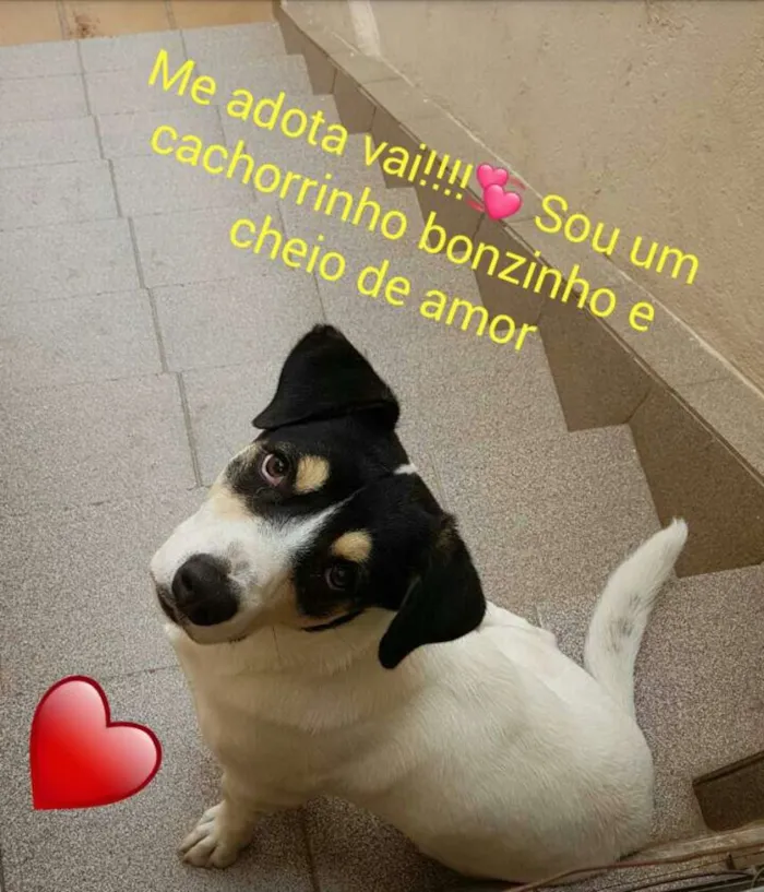Cachorro ra a Vira lata idade 7 a 11 meses nome Bolt